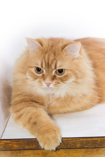 Portret puszystego rudego kota w spokojnym stanie leżącego na jasnej powierzchni kładącego łapę do przodu - Zdjęcie, obraz