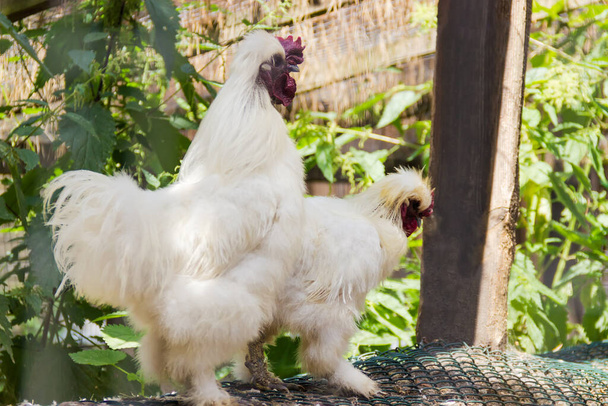 Gallo y gallina con plumaje blanco esponjoso de raza decorativa en el patio de la granja - Foto, imagen