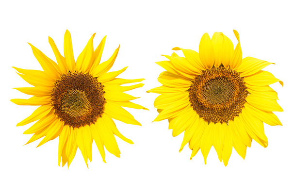 sunflower isolated on white background - Photo, Image
