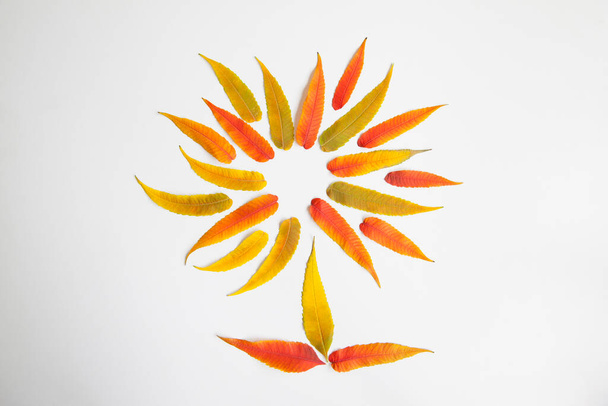  beautiful autumn leaves on a white background - Foto, Imagen