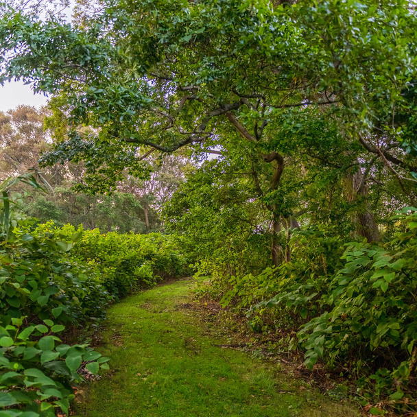 Folhagem verde exuberante ao longo deste caminho de verão através de Jackson Woods Park em Monmouth County New Jersey. - Foto, Imagem