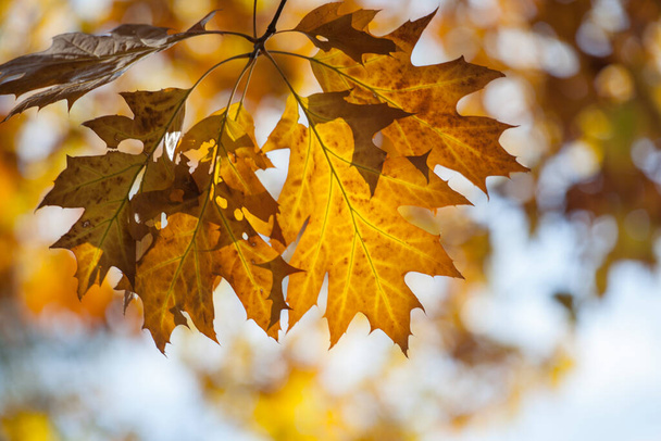 primo piano foglie di quercia di autunno su un ramo contro un cielo azzurro - Foto, immagini
