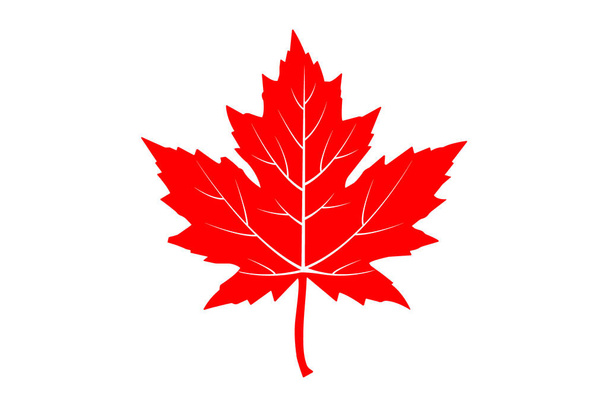 maple leaf. vector icon on white - Vector, Image