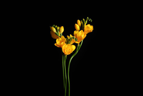 Beautiful yellow freesia flowers on black background - Fotoğraf, Görsel