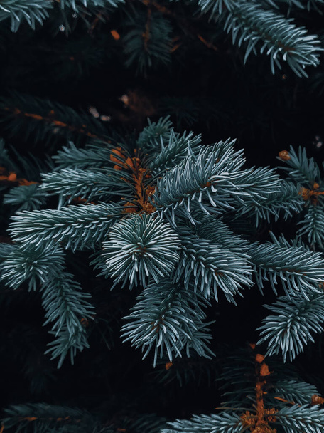 A vertical shot of pine tree leaves - Фото, изображение