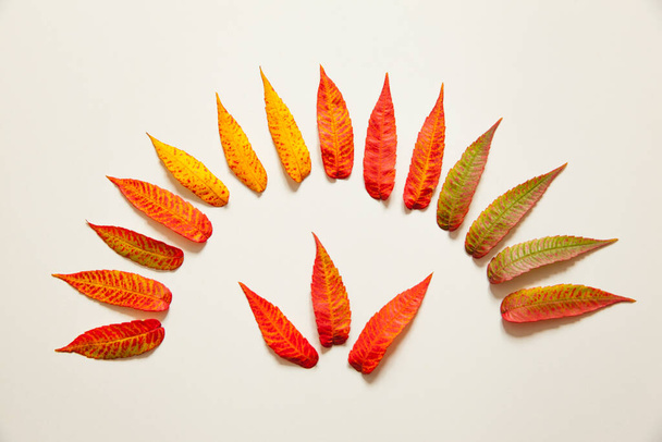  beautiful autumn leaves on a white background - 写真・画像