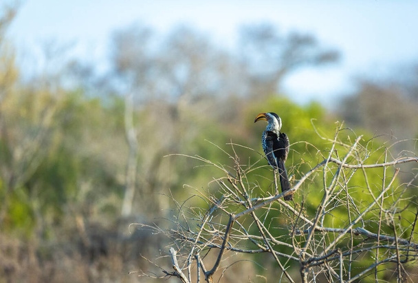 Two Southern yellow-billed Hornbill bird, sitting on branches in African landscape - Photo, Image