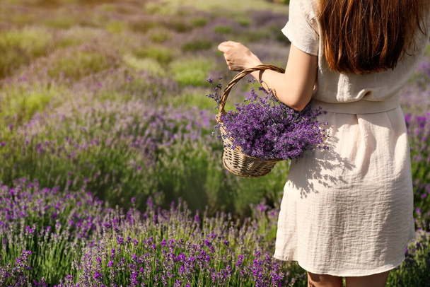 Young woman with wicker basket full of lavender flowers in field, closeup - Фото, зображення