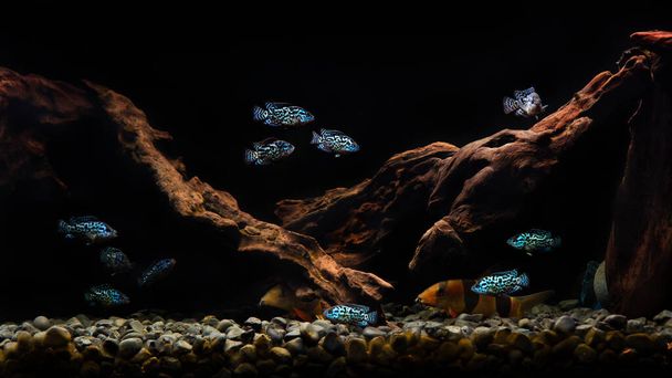 Cichlid Blue Dempsey in aquarium. This fish also carries the name:Electric Blue Jack Dempsey Cichlid, Electric Blue Dempsey, Neon Blue Dempsey - Photo, Image