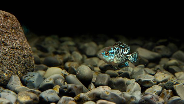 Cichlid Blue Dempsey en el acuario. Este pez también lleva el nombre: Electric Blue Jack Dempsey Cichlid, Electric Blue Dempsey, Neon Blue Dempsey - Foto, Imagen