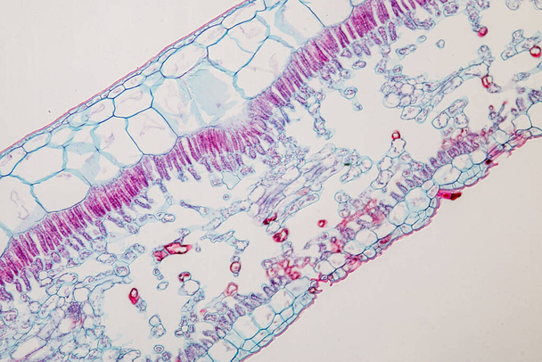 Исследование Посадка тканей из-под микроскопа для обучения в классе. - Фото, изображение