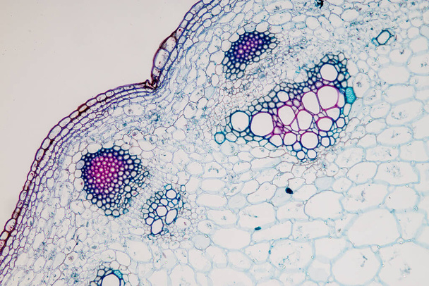 De studie Plantenweefsel van onder de microscoop voor klaslokaal onderwijs. - Foto, afbeelding