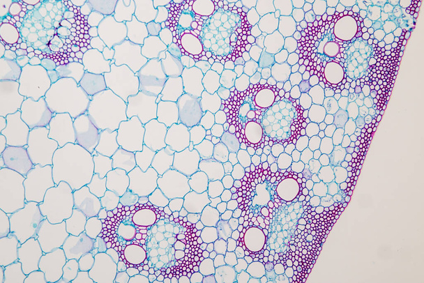 Lo studio Tessuto vegetale di al microscopio per l'educazione in aula. - Foto, immagini