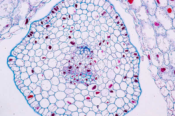 Дослідження Тканина рослин під мікроскопом для навчання в класі
. - Фото, зображення