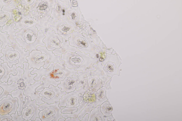 Η μελέτη Φυτικός ιστός κάτω από το μικροσκόπιο για την εκπαίδευση στην τάξη. - Φωτογραφία, εικόνα