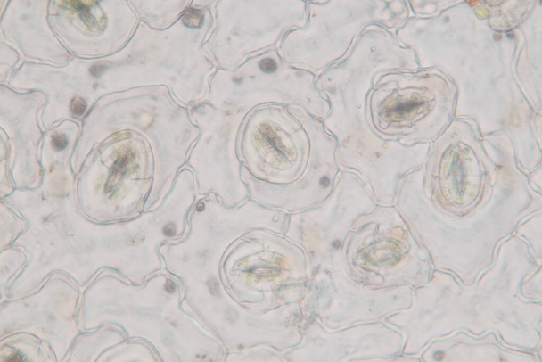 Lo studio Tessuto vegetale di al microscopio per l'educazione in aula. - Foto, immagini