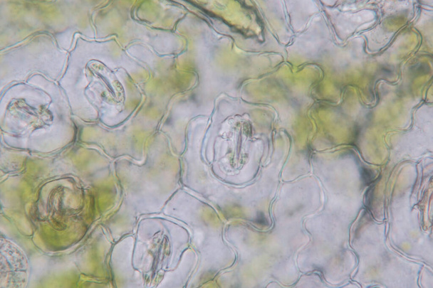 Дослідження Тканина рослин під мікроскопом для навчання в класі
. - Фото, зображення