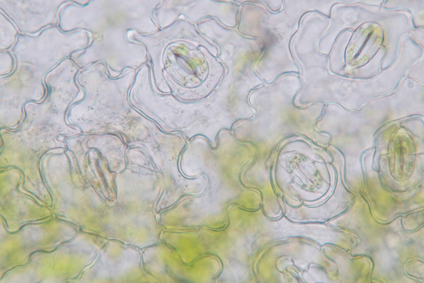 El estudio Tejido vegetal de bajo el microscopio para la educación en el aula. - Foto, imagen