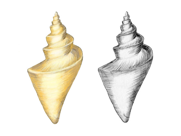 Sketch of a spiral seashell drawn by hand. In yellow and black and white. Mini set. Icon. Print on a T-shirt, bag, summer time. Colorful tropical shells underwater icon. - Photo, Image