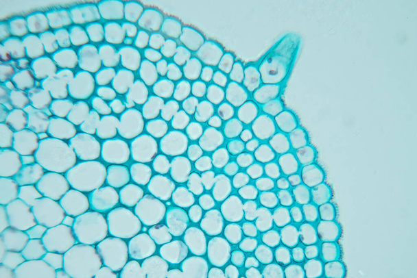 Badanie Tkanka roślinna pod mikroskopem edukacji klasowej. - Zdjęcie, obraz