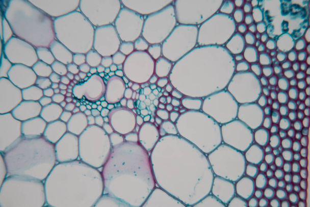教室教育用顕微鏡下の植物組織. - 写真・画像