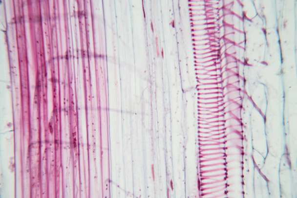 Die Studie Pflanzengewebe unter dem Mikroskop für den Unterricht. - Foto, Bild