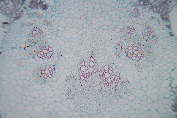 The study Plant tissue of under the microscope for classroom education. - Photo, Image