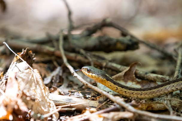Eastern Garter Snake arrastrándose por el suelo del bosque hojarasca la luz del sol en la cabeza - Foto, Imagen