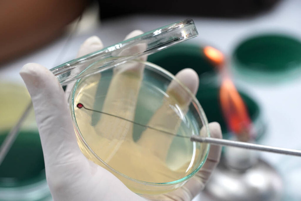 Técnicos médicos que trabajan en cultivos bacterianos y resistencia a los medicamentos de patógenos en el laboratorio.                                      - Foto, imagen