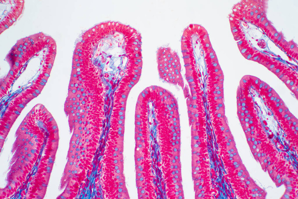 Emberi vastagbél szövet mikroszkóp alatt. Humán élettani szövettani vizsgálatok. - Fotó, kép