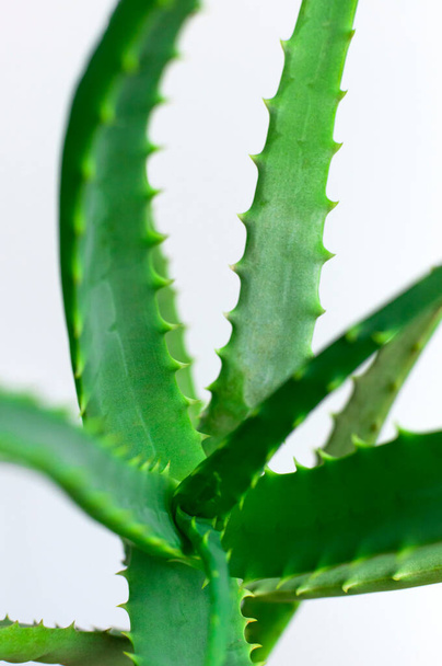Zöld, friss levelek aloe közeli makró felvételből. Aloe textúra. Zöld háttér, tapéta trópusi növény. Aloe vera kozmetikumok gyártásához, bőrhidratáláshoz. Gyógyszerek, gyógyszerek. - Fotó, kép