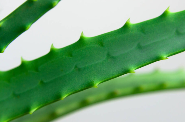 Green fresh leaves of aloe close-up macro shot. Aloe texture. Green background, wallpaper with tropical plant. Aloe vera for the production of cosmetics, skin hydration. Medicine, pharmaceuticals. - 写真・画像