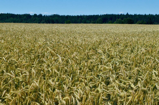 Paesaggio rurale con vento danneggiato campo di cereali, Lettonia - Foto, immagini