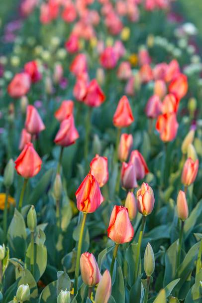 A bed of tulips in springtime, with a shallow depth of field - Foto, imagen