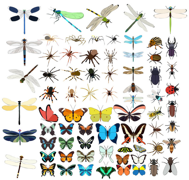 vector isolated, insects set - Vector, Image