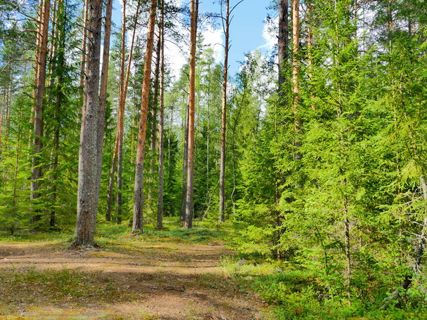 beautiful forest landscape in summer with footpath - Fotó, kép