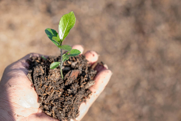 Молодые растения и почва в руках фермера готовы посадить концепцию экологического дня земли. - Фото, изображение
