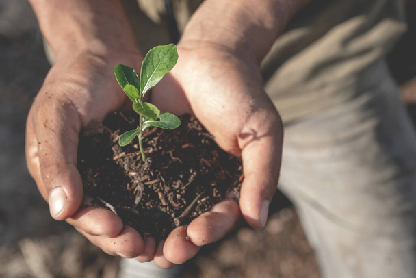 Fiatal növények és a talaj a gazdák kezében gazdaság készen áll a növény koncepció eco Earth Day. - Fotó, kép