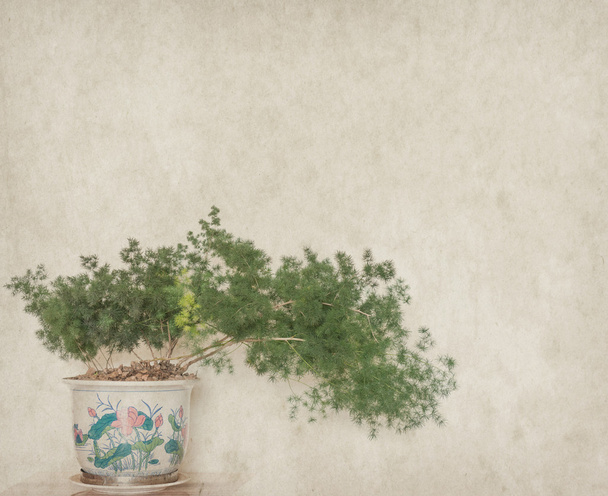 bonsai com grunge velho textura de papel antigo
 - Foto, Imagem