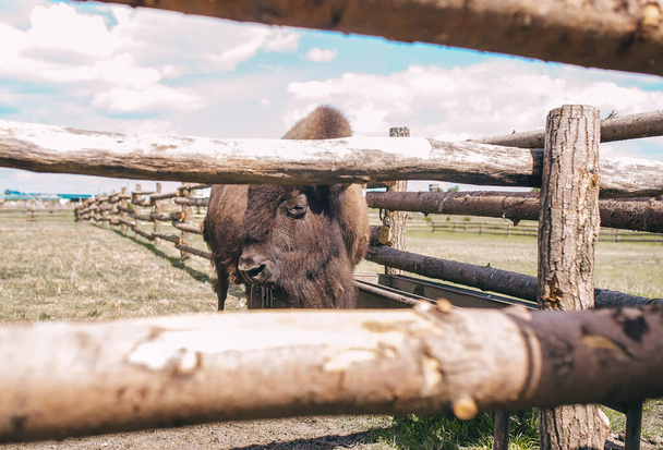 Brown american buffalo bizon in the fenced reservation in Belarus zoo. - Photo, image
