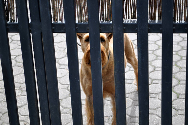foxterier terrier dog behind a metal fence behind bars bars in line in a row - Photo, Image