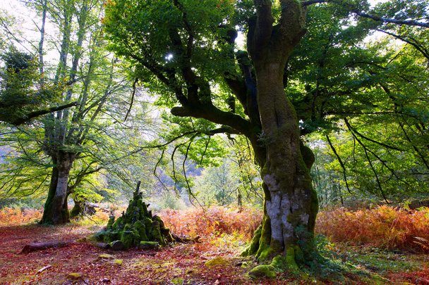 Autumn Selva de Irati beech jungle in Navarra Pyrenees Spain - Фото, изображение