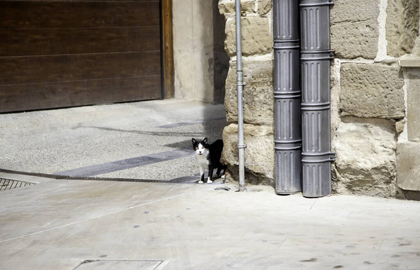 Gato callejero abandonado, animales libres, mamíferos, mascotas - Foto, Imagen