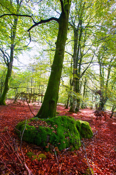Autumn Selva de Irati beech jungle in Navarra Pyrenees Spain - Fotó, kép