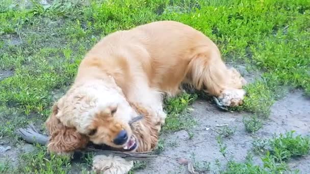 Крихітний золотий іспанець грайливо кусає палицю, собака лежить на траві влітку, на відкритому повітрі, 4k. - Кадри, відео