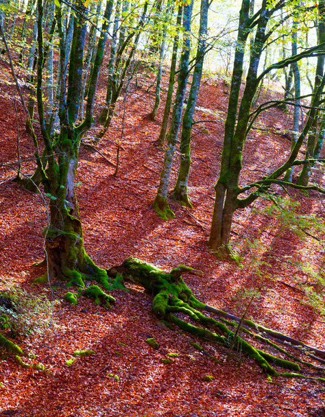 Autumn Selva de Irati beech jungle in Navarra Pyrenees Spain - Fotó, kép