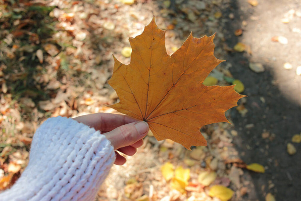 Крупный план желтого клена оставить в руке на фоне осенних листьев. Хелло осень концепция. Селективный фокус - Фото, изображение