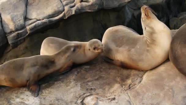 Seelöwen auf dem Felsen in La Jolla. Verspielte Wildohrrobben krabbeln in der Nähe des Pazifiks auf Felsen. Lustige schläfrige Wildtiere. Geschützte Meeressäuger in natürlichem Lebensraum, San Diego, Kalifornien, USA - Filmmaterial, Video