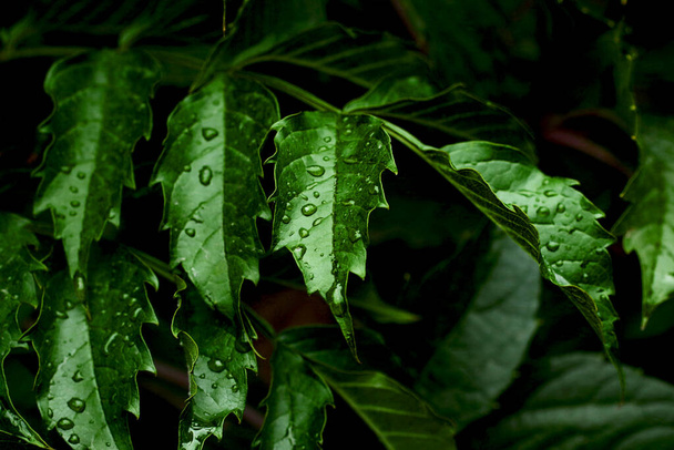 Fotografia da vicino di pianta selvatica con gocce di pioggia su di esso.Sfondo di crescita.fogliame verde fresco.Copia lo sfondo spazio. - Foto, immagini