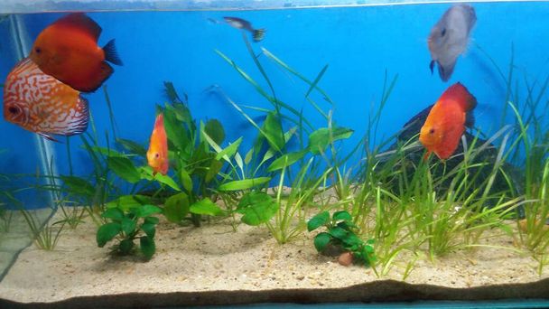 Disus fish in home aquarium in india - Фото, изображение